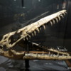13 Museum of the Rockies, Bozeman (123) Mosasaurus sp