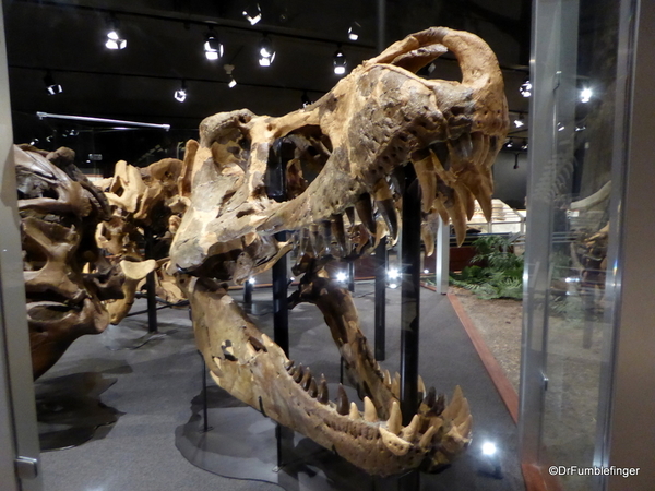 17 Museum of the Rockies, Bozeman (130) Largest TRex skull ever recovered, over 5ft.