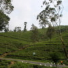 Trip to Nuwara Eliya, Sri Lanka (48)