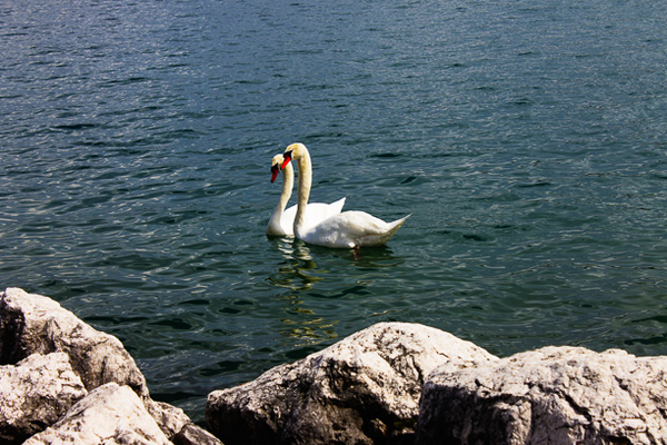 salo 04 swans