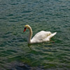 salo 06 swan