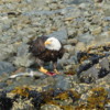 Bald Eagle and Salmon, Katmai National Park, Alaska