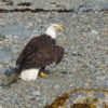 Bald Eagle and Salmon, Katmai National Park, Alaska