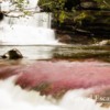 Colombia-CanoCristales-103