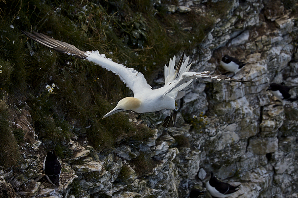 Gannet in flight - Bempton RSPB.