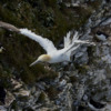 Gannet in flight - Bempton RSPB.