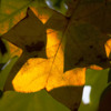 leaves 03
