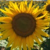Sunflowers 0