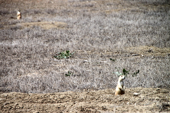 Prairie dogs (3)