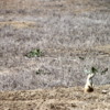 Prairie dogs, Colorado