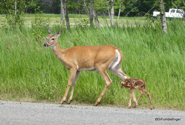 06 Deer and Fawn (1)
