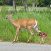 Deer and Fawn, Thunder Baby