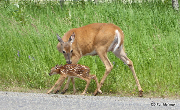 06 Deer and Fawn (2)