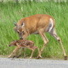 Deer and Fawn, Thunder Baby
