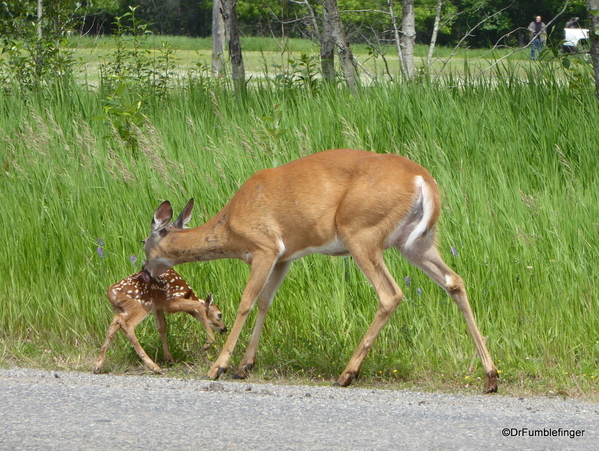 06 Deer and Fawn (3)