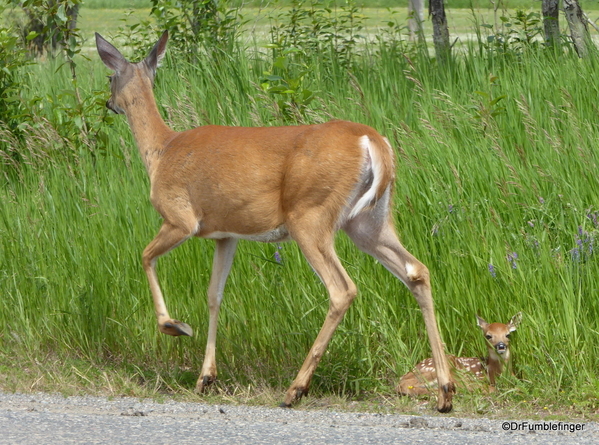 06 Deer and Fawn (4)