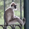 Grey langur monkeys, southern Sri Lanka