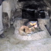 Cat warming itself by a wood fire, Peru