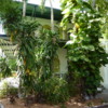 19a Hemingway House, Key West