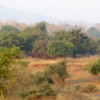 03 Panna Tiger Reserve