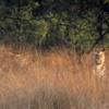 Panna Tiger Reserve (25)