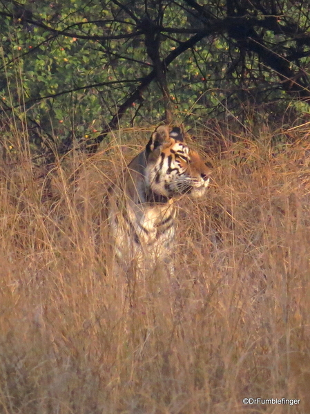 Panna Tiger Reserve (33)