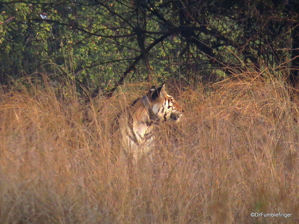 Panna Tiger Reserve (46)