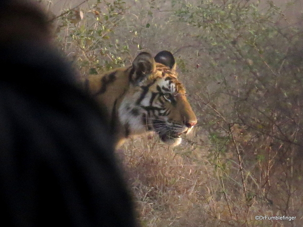 Panna Tiger Reserve (54)