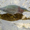Green Heron, Everglades
