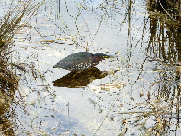03 Green Heron, Everglades