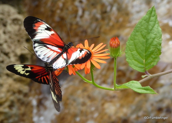 09 Butterfly World, Florida (53)