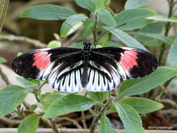 10 Butterfly World, Florida (49)