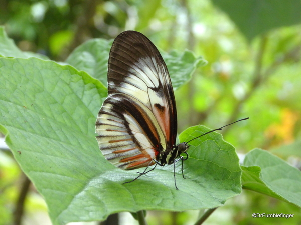 13 Butterfly World, Florida (40)