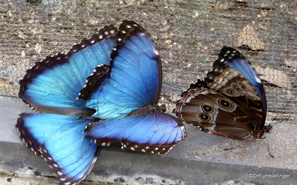 17 Butterfly World, Florida (34)