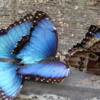 Butterfly World, Florida