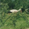 Another Stork