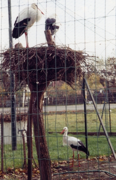 Eguisheim Stork Park