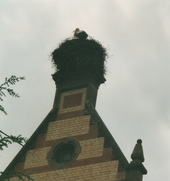 House Stork Nest