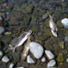 Pink Salmon in Resurreciton Creek, Hope, Alaska