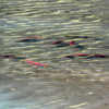 Salmon spawning beside the Benny Benson Memorial, Seward