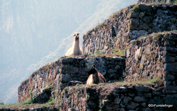 01 Llamas, Machu Picchu