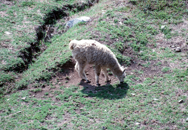 03 Alpaca, Machu Picchu