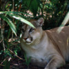 Puma, Belize Zoo