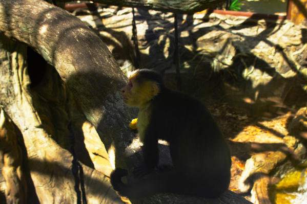 capuchin monkey 01