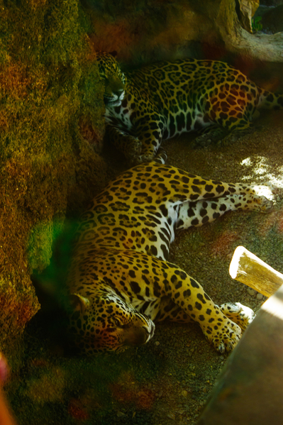 jaguar 01