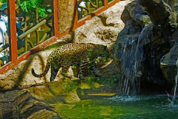 jaguar 02