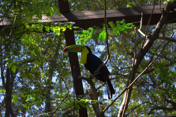rainbow toucan