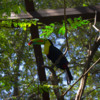 rainbow toucan