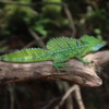 Green Basilisk Lizard, Male