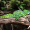 Green Basilisk Lizard, Male